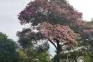 Bishan 超大普通房出租，长短租可商，无房东，双十一入住
