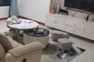 制造业可报地址近7分钟到地铁站新房出租