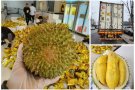 马来西亚猫山王榴莲中国🇨🇳直营店，让国内家人品尝顶级榴莲口味baodizhi111