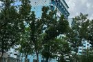 湖畔（达曼裕廊）绿线26，主人房招夫妻，房东直招没有中介费