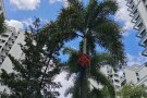 文礼BoonlayMRT,先驱pioneer MRT有房出租