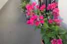 5分钟到NTU南大校车温馨空调房找文雅女生即日长住