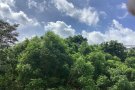 兀兰Woodlands地铁站 对面普通房 出租 （只租1女）