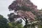 Bishan 超大普通房出租，长短租可商，无房东，双十一入住
