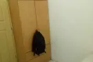 亚龙二十四巷新装修房屋出租，夫妻房，男女搭房，空调，网络免费提供，可以煮，欢迎合