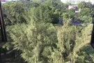 中巴鲁地铁站走路三分钟、有一间大普通房出租