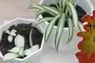 夫妻房求租