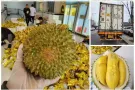 马来西亚猫山王榴莲中国🇨🇳直营店，让国内家人品尝顶级榴莲口味baodizhi111