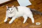 一岁半布偶弟弟有偿领养