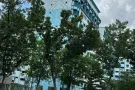 湖畔（达曼裕廊）绿线26，主人房招夫妻，房东直招没有中介费