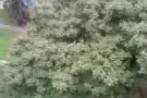 大巴窑8巷3房式二房一厅角头整间出租